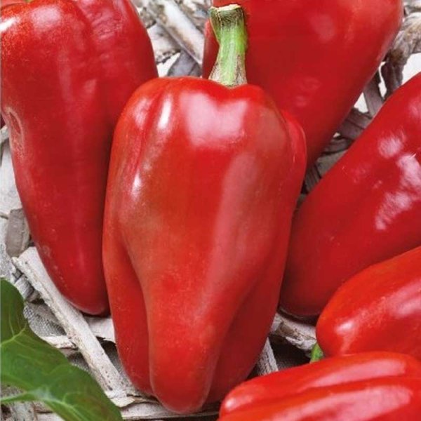Paprika 'Reina' H