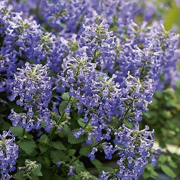 Kattmynta 'Faasseni'