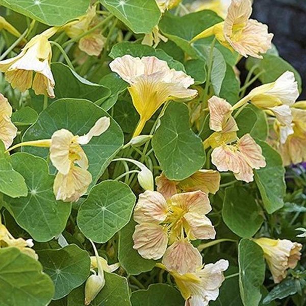 Krasse 'Tip Top Pink Blush'