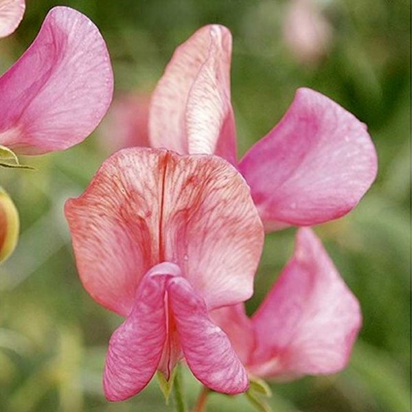 Luktärt 'Old spice miss Willmot'