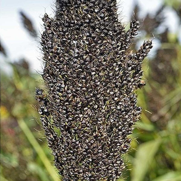 Pärlhirs 'Black Falcon'