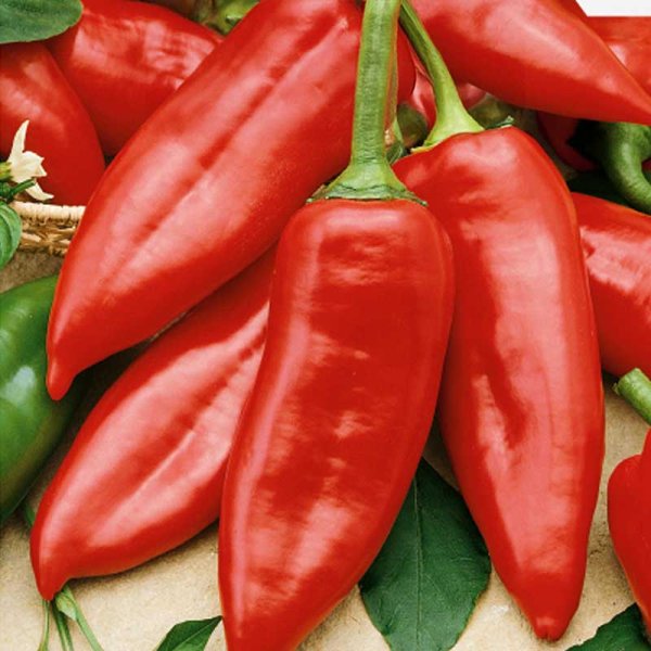 Chilipeppar 'Draky' H