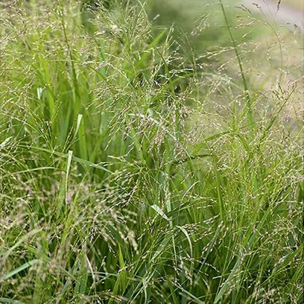 Prydnadshirs 'Frosted explosion'