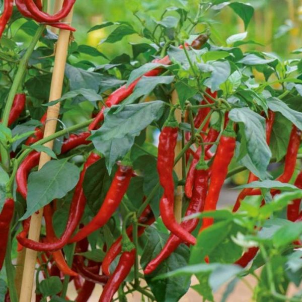 Chilipeppar 'Hot de cayenne'