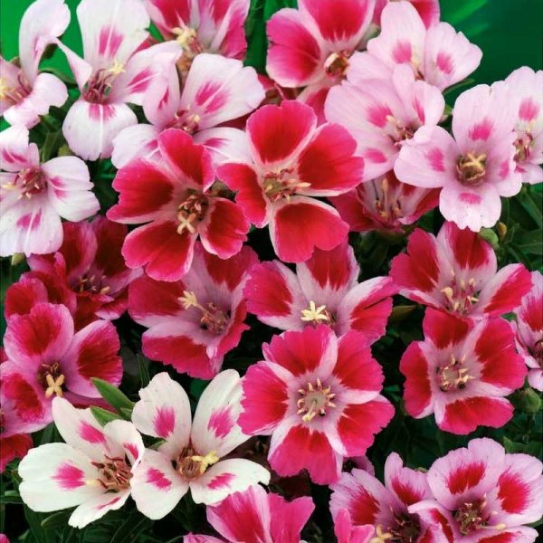 Sommarazalea 'Monarch'