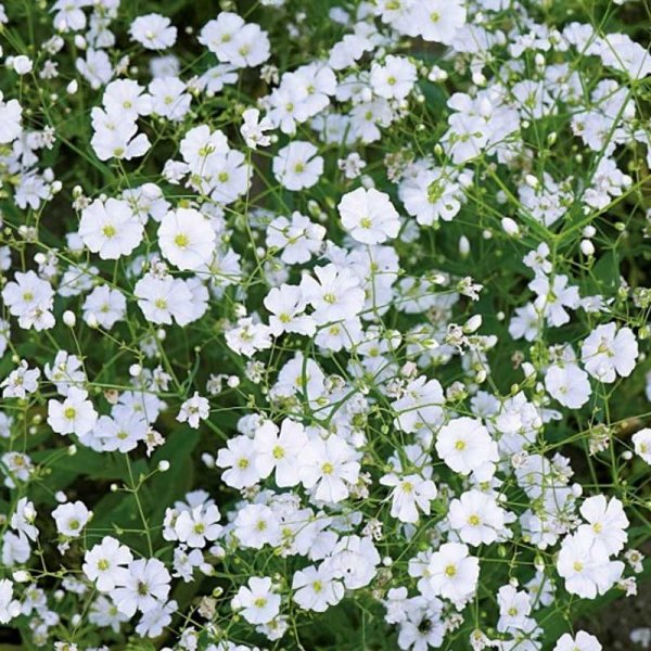 Praktbrudslöja 'Covent Garden Market'