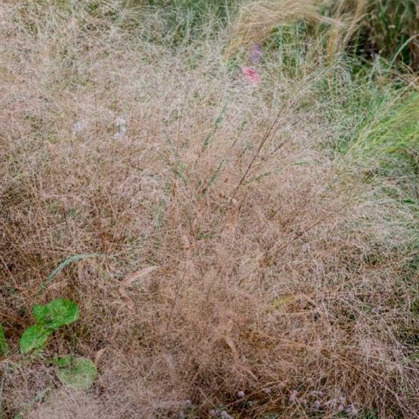 Elegant kärleksgräs