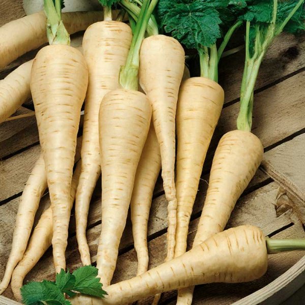 Palsternacka 'Guernsey'