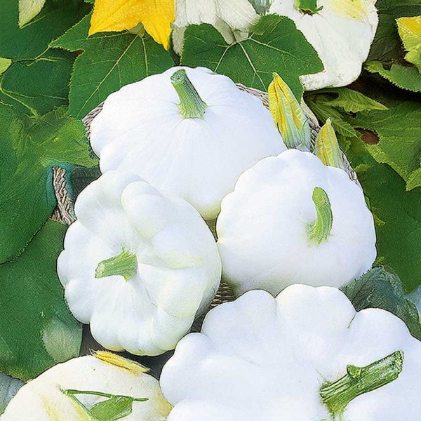 Tefatssquash 'Delikates'