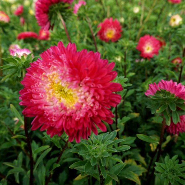 Sommaraster 'Princess mix'