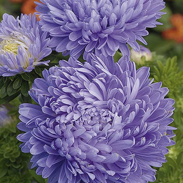 Sommaraster 'Paeony' ljusblå