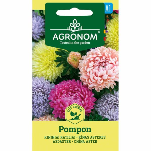 Sommaraster 'pompon Mix'
