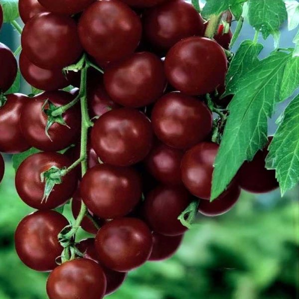 Körsbärstomat 'Black cherry'