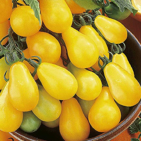 Pärontomat 'Yellow pearshaped'