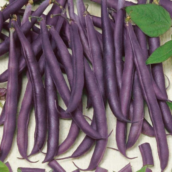 Brytböna 'Amethyst'