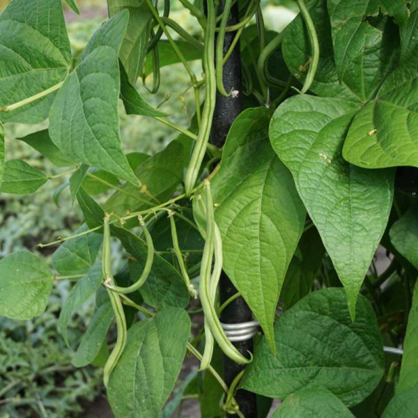 Klätterböna 'Matilda'