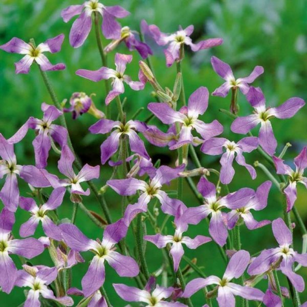 Grekisk lövkoja 'Rose'