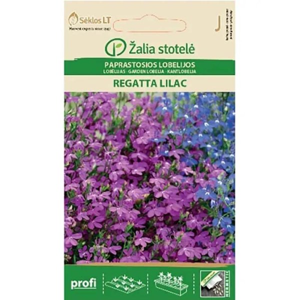 Lobelia 'Regatta lilac'