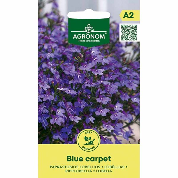 Hänglobelia 'Blue carpet'