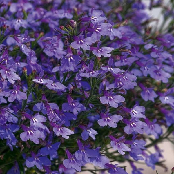 Hänglobelia 'Blue carpet'