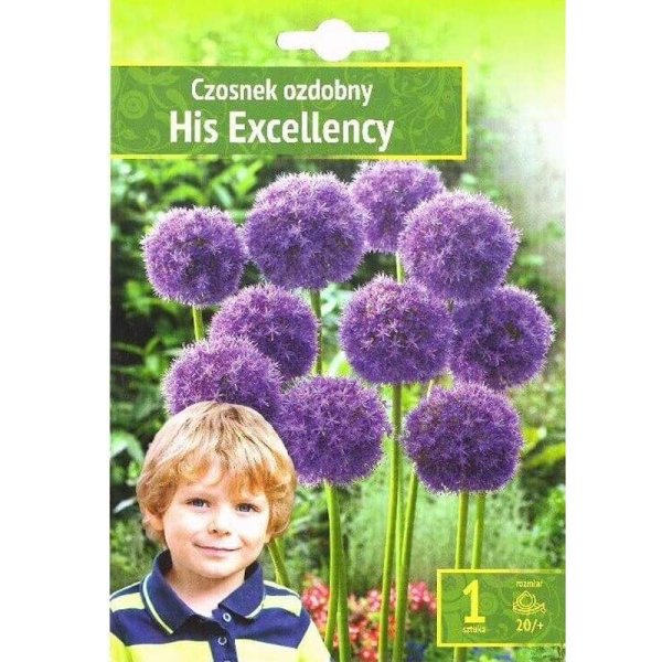 Prydnadsallium ’His Excellency’