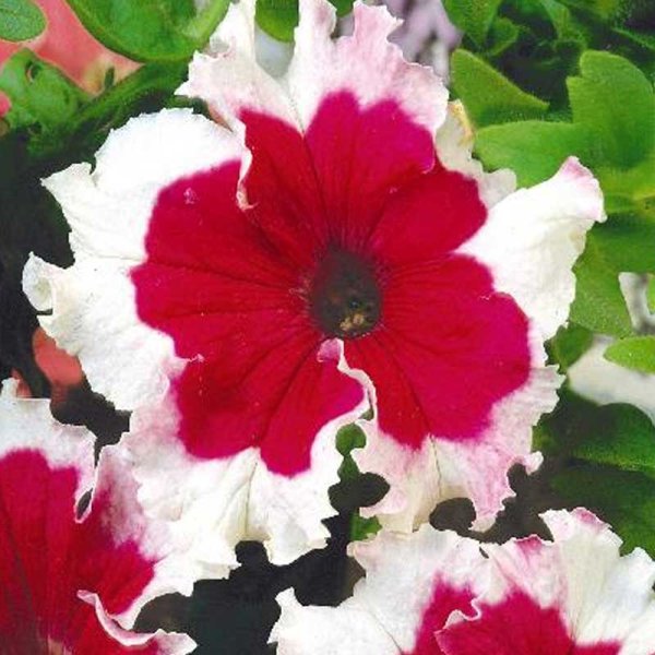 Doftpetunia 'Karkulka'