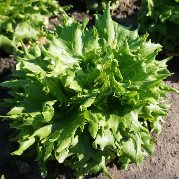 Isbergsallat 'Regina Dei Ghiacci'