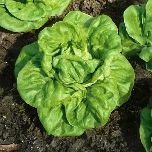 Huvudsallat 'Justine'