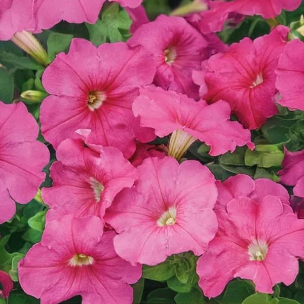 Petunia 'EZ rider deep pink'