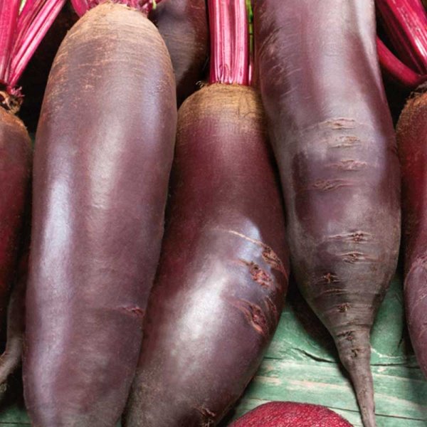 Rödbeta 'Cylindra'