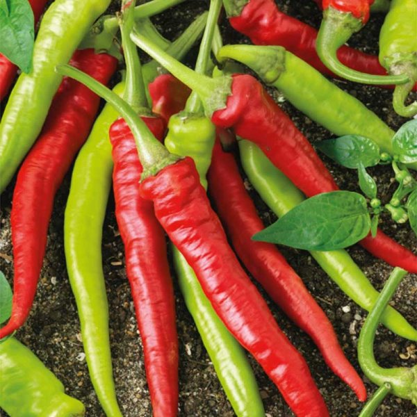 Chilipeppar 'Cayenne Long Slim'