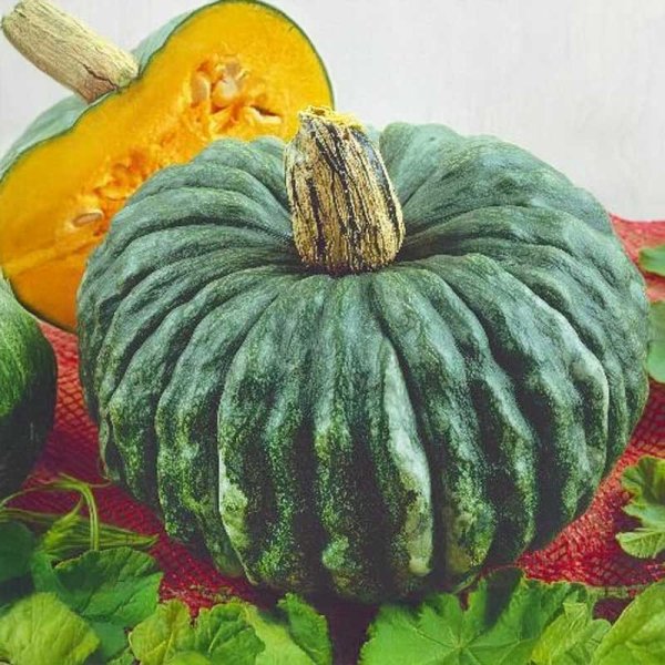 Pumpa 'Marina di chioggia'