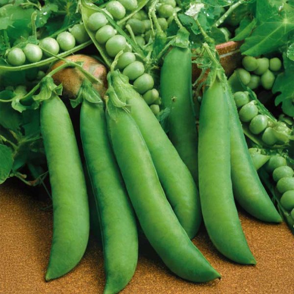 Märärt 'Progress N.9'