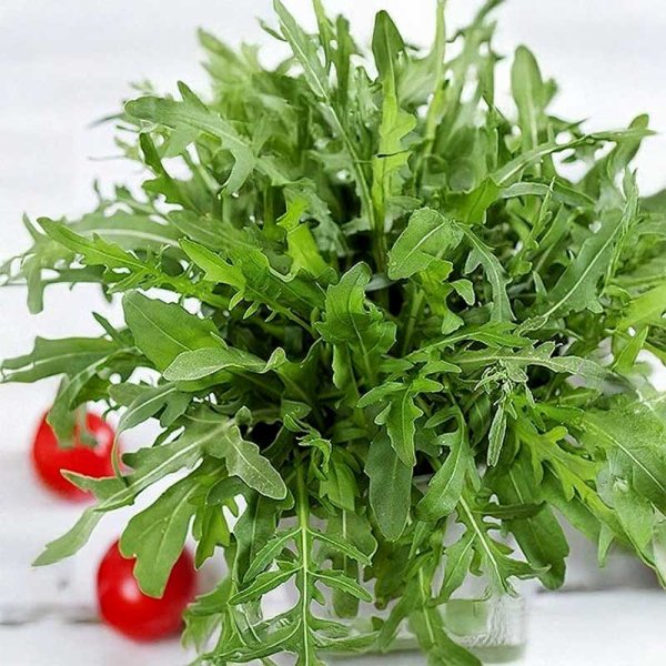 Rucola