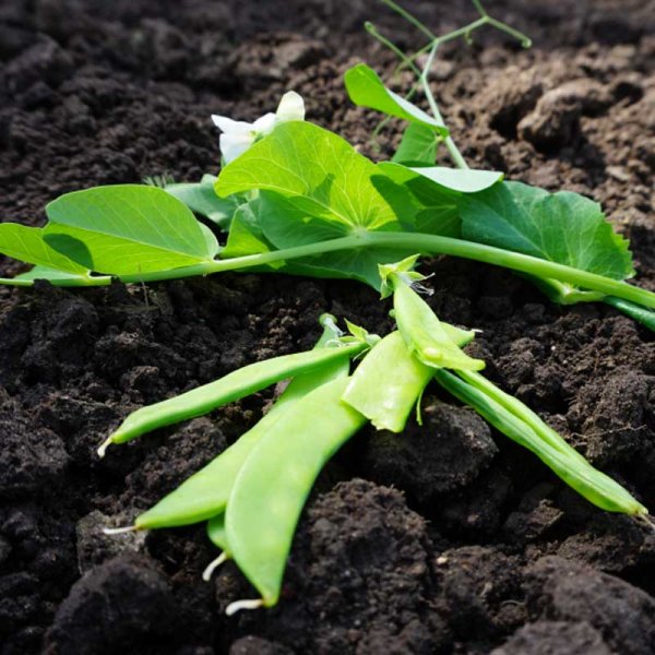 Sockerärter 'Norli'