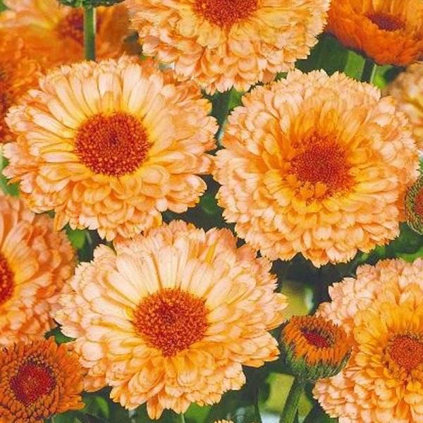 Ringblomma 'Pink suprise'