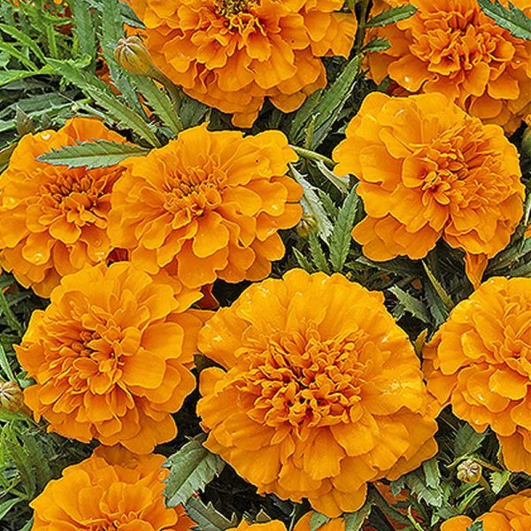 Sammetstagetes 'Valencia'