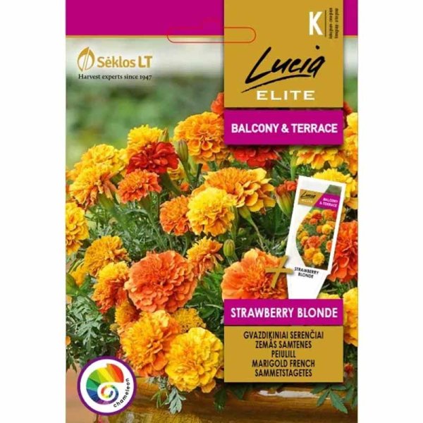 Tagetes 'Strawberry blonde'