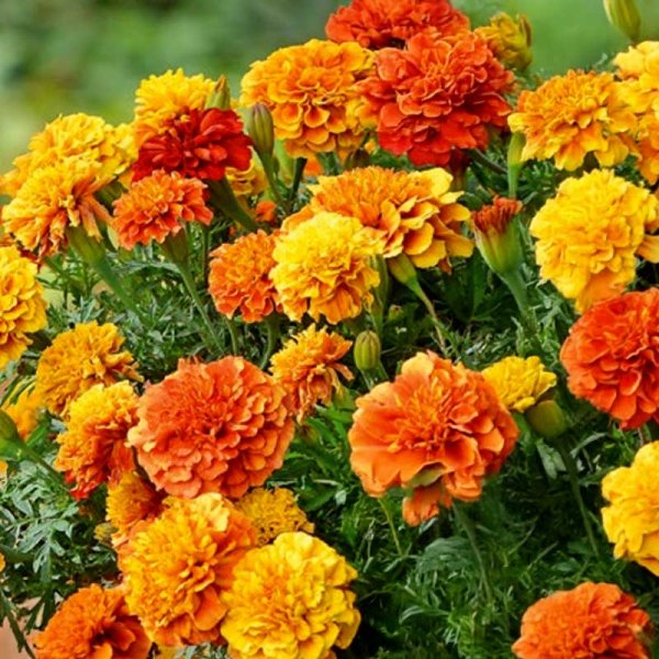 Tagetes 'Strawberry blonde'