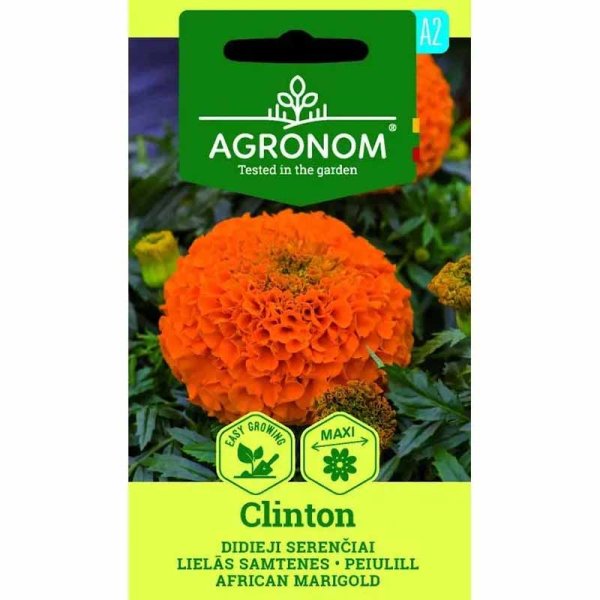 Tagetes 'Clinton'
