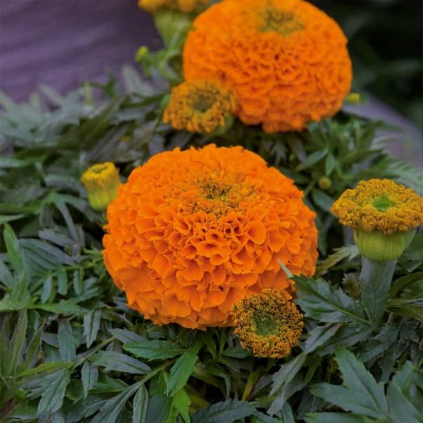 Tagetes 'Clinton'