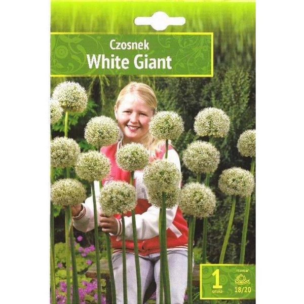 Prydnadsallium ’White Giant’