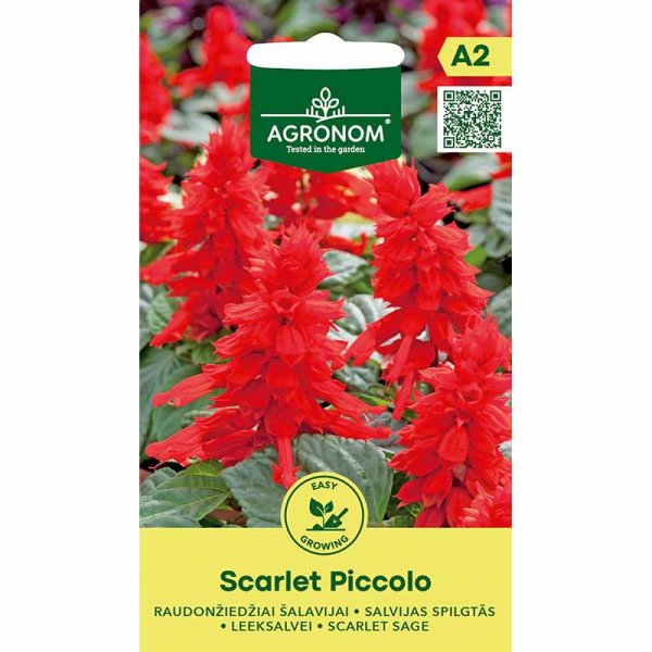 Praktsalvia 'Scarlet Piccolo'