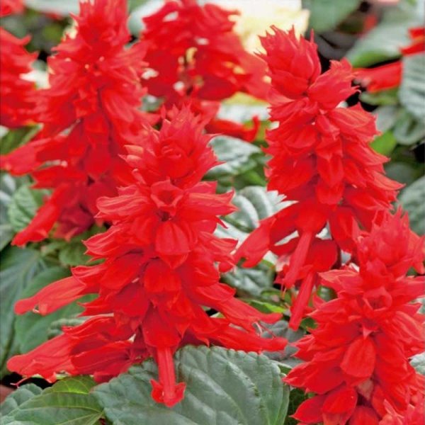 Praktsalvia 'Scarlet Piccolo'
