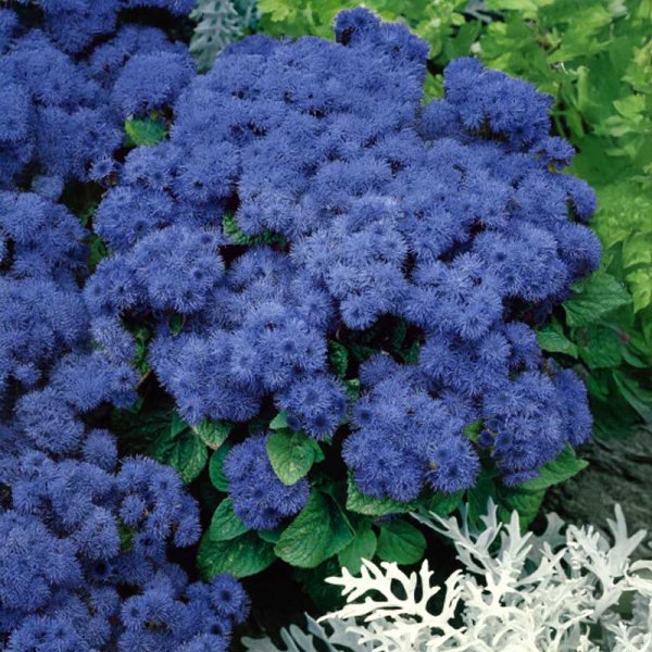 Ageratum 'Blue ball'
