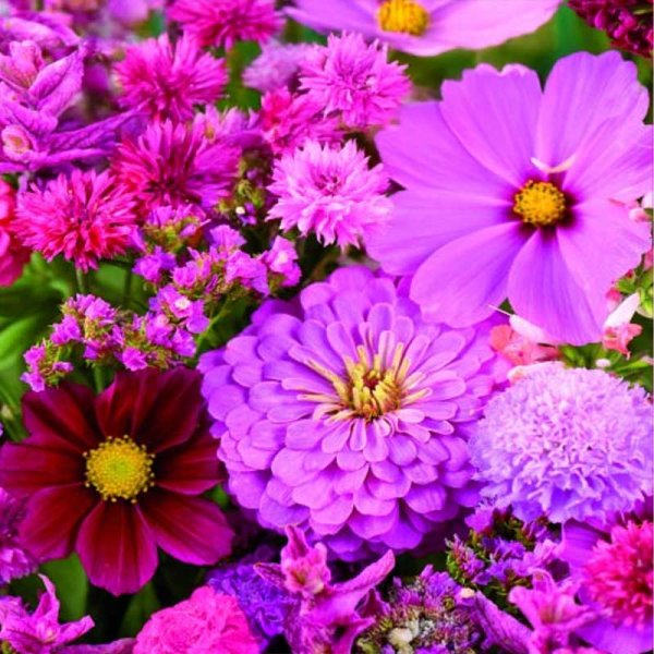 Blomsterblandning 'Pink-Red'