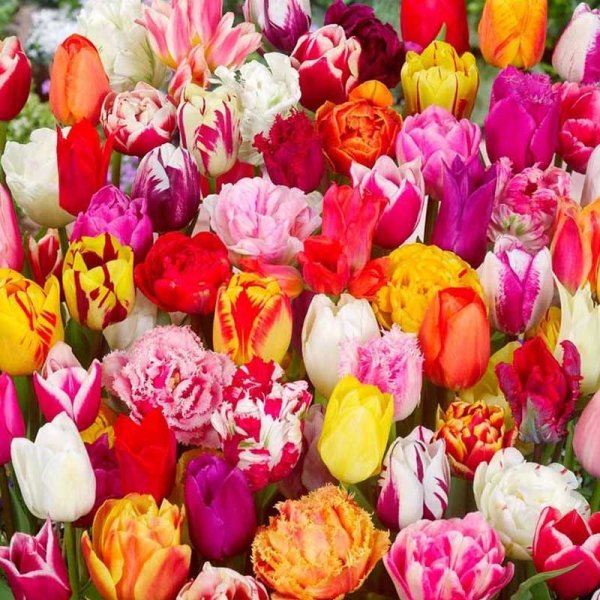 Tulpaner trädgårdsmix 25st