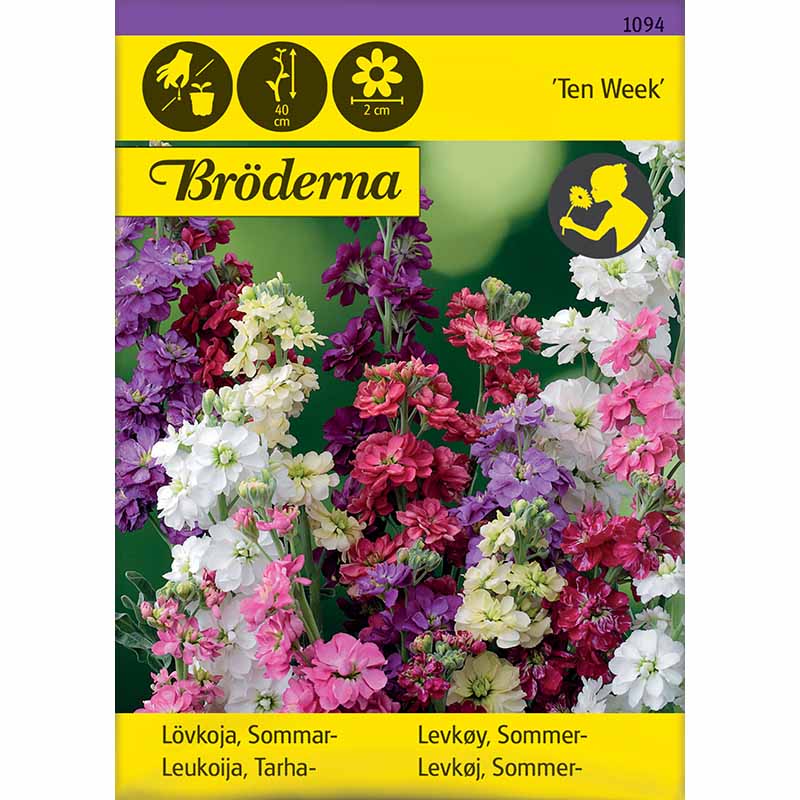 Sommarlövkoja 'Ten Week'