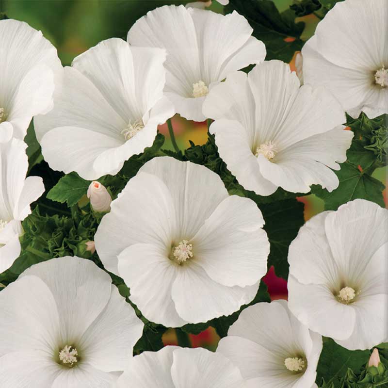 Sommarmalva 'Mont Blanc'