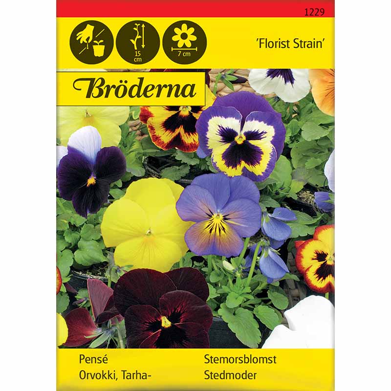 Pensé 'Florist Strain' mix